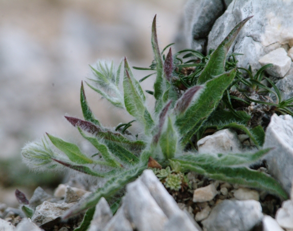curiosa piantina - Hieracium sp.